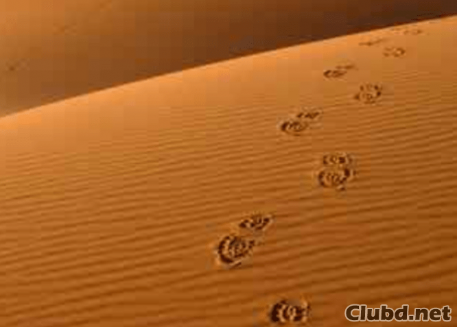 Huellas en la arena - imagen