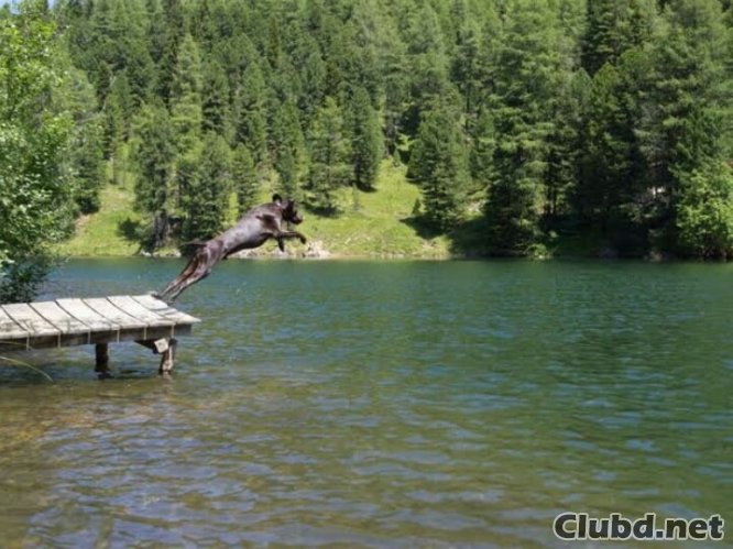 Dog jumping into lake - picture