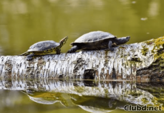 Tortugas cruzan el rio - imagen
