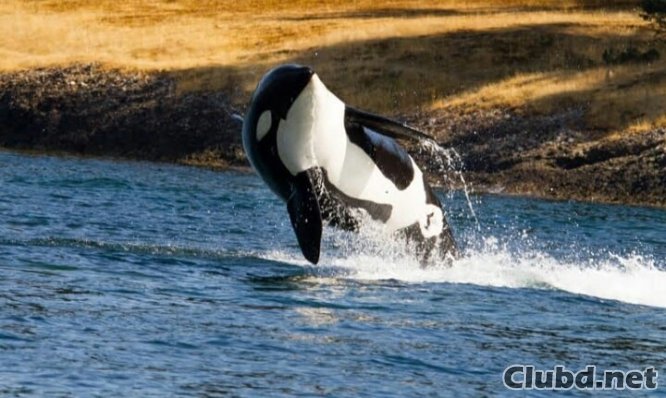 Orca in water - picture