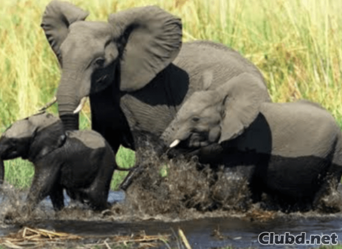 Семья африканских слонов на водопое - картинка
