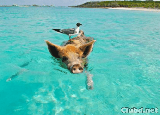Cerdo enano en el mar - imagen