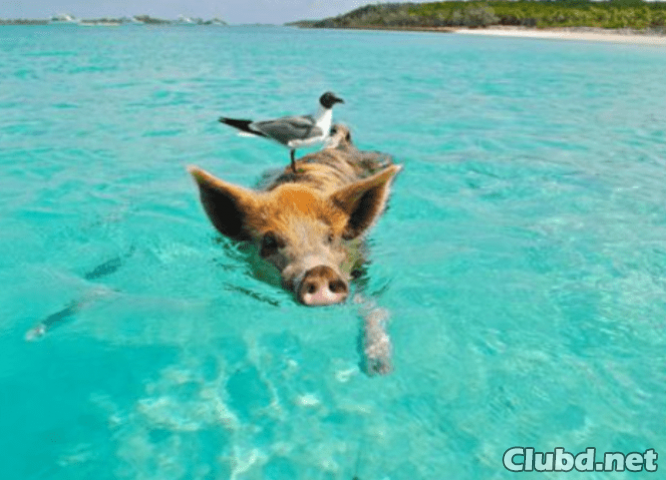 Zwergschwein schwimmt im Meer - Bild