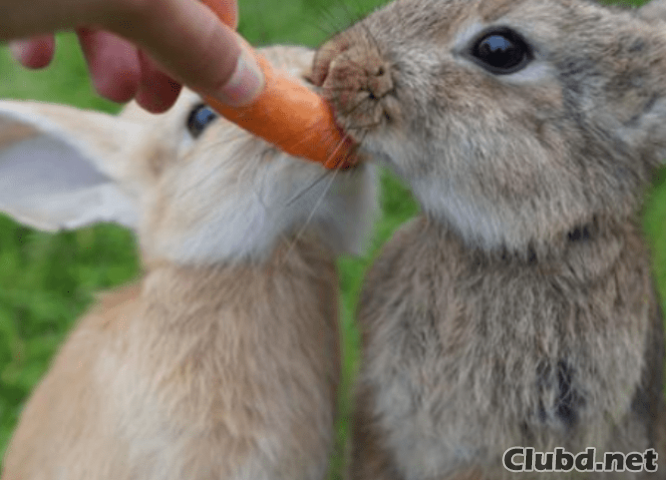 Dos conejos comen zanahorias - imagen