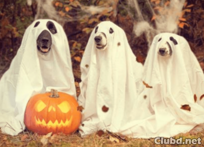 Perros disfrazados de fantasmas - imagen