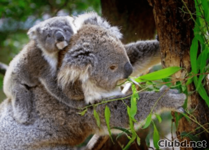 Koala und ihr Junges essen zu Mittag - Bild