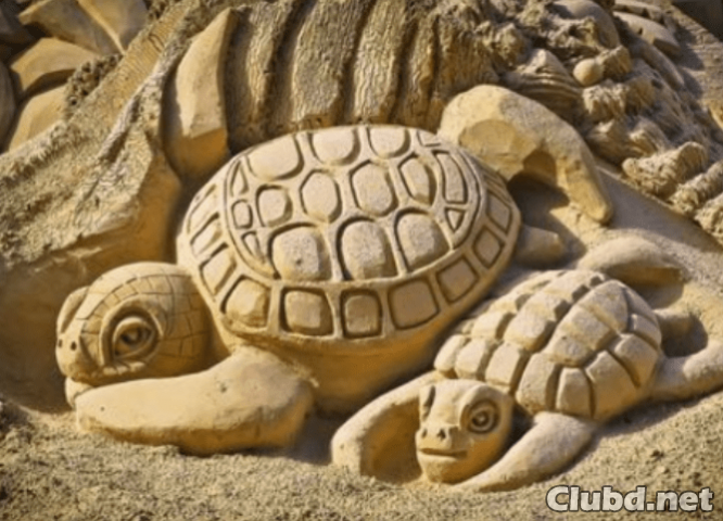 Sand turtles on the beach - picture